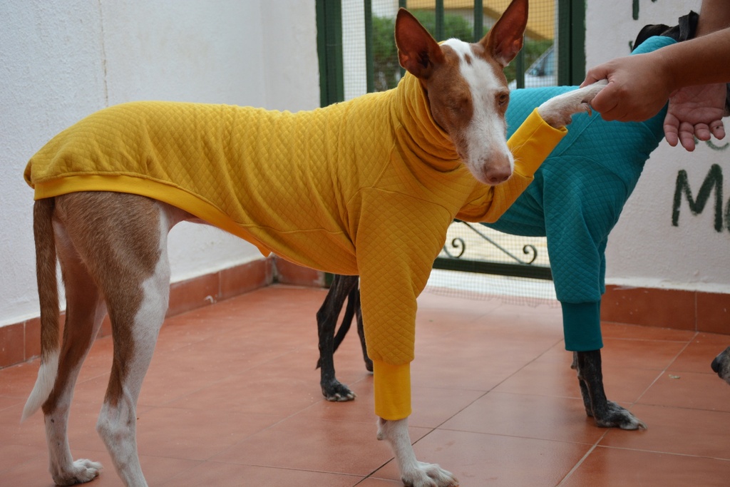 Jersey Natura Amarillo